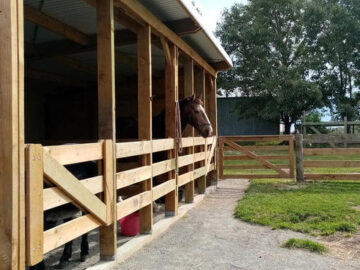 The Importance of Horse Shelters and Stables