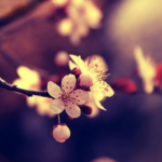 Bring the Beauty of Spring to Your Phone with These Vibrant Wallpapers
