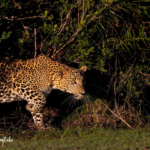Discovering Sri Lanka’s Leopards