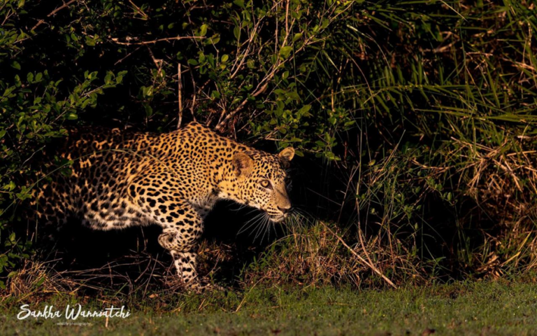 Discovering Sri Lanka’s Leopards