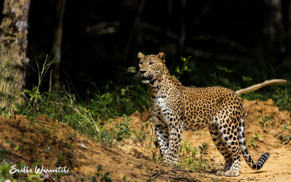 Sri Lanka’s Leopards