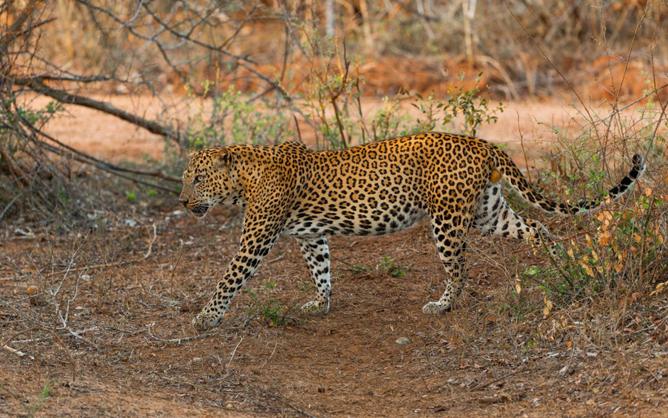 Sri Lanka’s Leopards