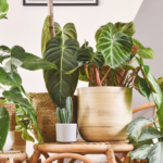 Pothos Varieties: A Comprehensive Guide to Growing and Caring for Them