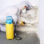 What To Look For When Choosing A Mold Remediation Company