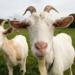 Eid Al-Adha and the Power of Giving A Guide to Aqiqah and Qurban