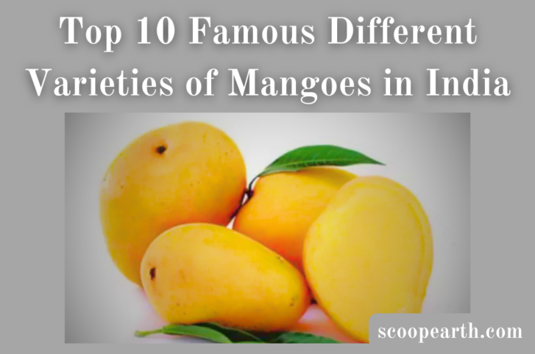 Famous Different Varieties of Mangoes in India