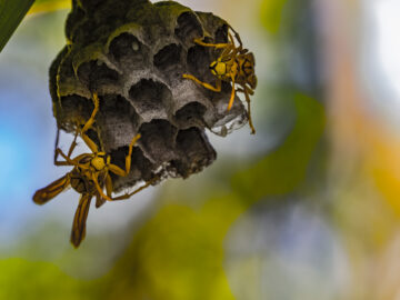 5 Natural Remedies for Wasp Control That Actually Work