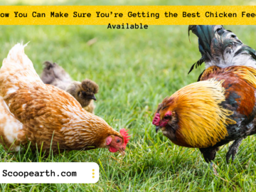 How You Can Make Sure You’re Getting the Best Chicken Feed Available