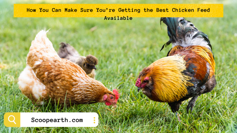 How You Can Make Sure You’re Getting the Best Chicken Feed Available