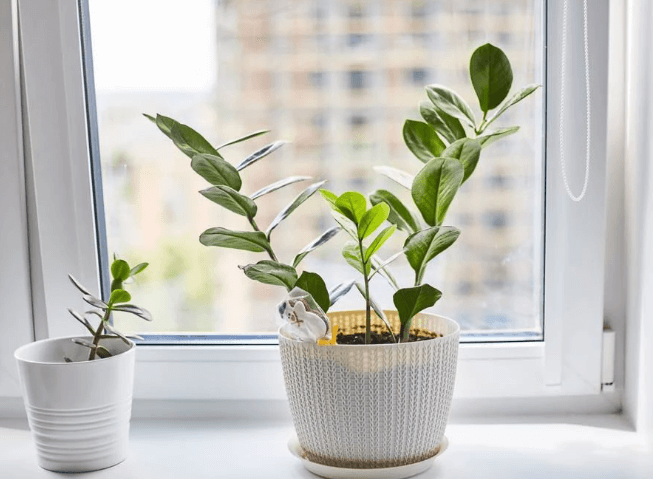 Unveiling the Beauty and Care Tips of Pink Princess Philodendron and African Violets
