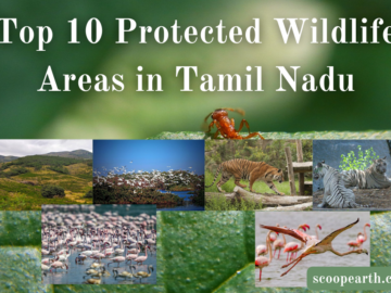 Top 10 Protected Wildlife Areas in Tamil Nadu