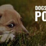 Help! My Dog Is Eating Poop! - Coprophagia In Dogs 