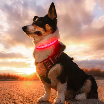 Experience the Glow Collar™: Unrivaled LED Dog Collar for Ultimate Safety