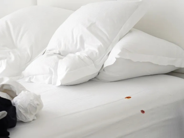 Safe and Effective Bed Bug Treatments: Advice from Brentwood, TN Pest Control Experts