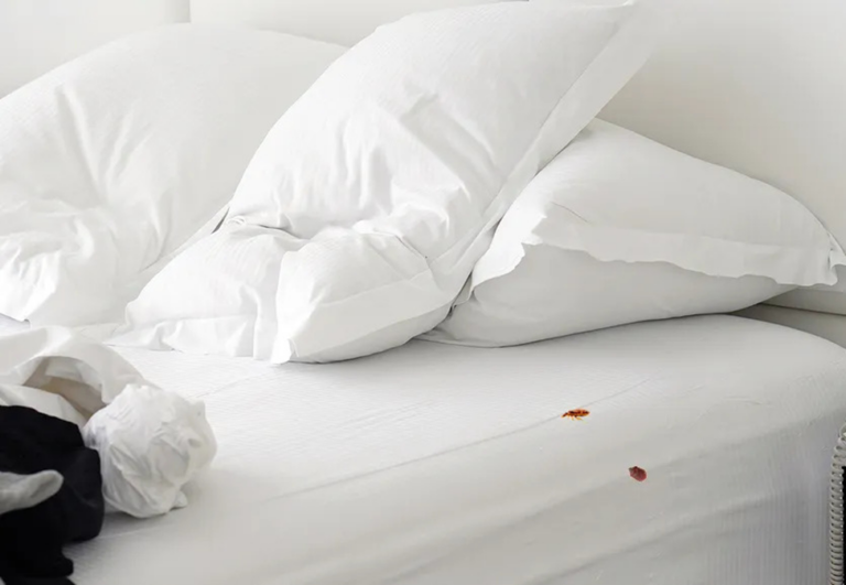 Safe and Effective Bed Bug Treatments: Advice from Brentwood, TN Pest Control Experts