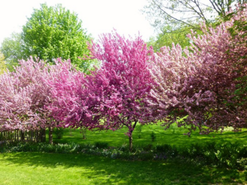 Flowering Trees in Michigan: A Guide to the State's Most Beautiful Blossoms