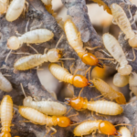 10 Effective Ways to Keep Termites Away from Your Home