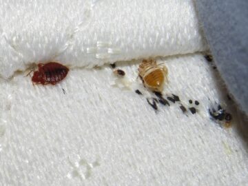 Bed Bugs in Kuna, Idaho: What Pest Control Expert Wants You to Know