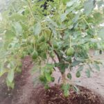 Why Purchasing Certified Hass Avocado Seedlings is a Wise Investment