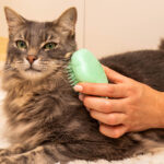 Cat Grooming Service: Why and How to Keep Your Feline Friend Clean and Healthy