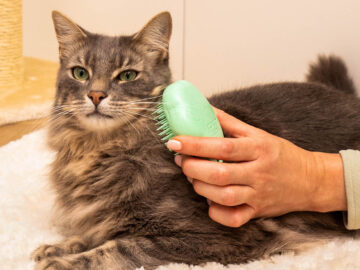 Cat Grooming Service: Why and How to Keep Your Feline Friend Clean and Healthy