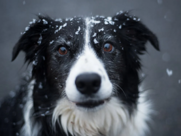 Common Misconceptions about Border Collies and their Adoption