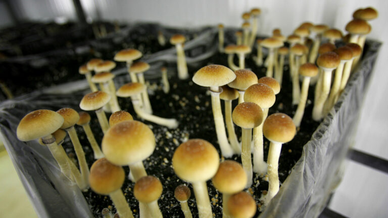 Mushrooms Legal in Canada