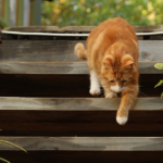 Wild and Free: The Best Outdoor Cats to Explore the Great Outdoors
