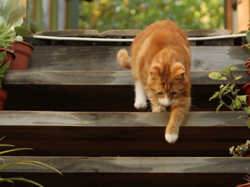 Wild and Free: The Best Outdoor Cats to Explore the Great Outdoors