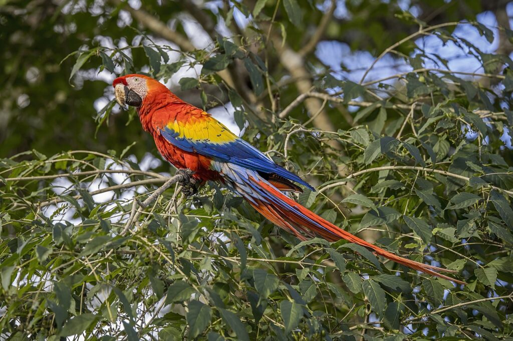 Scarlet macaw Ara macao cyanopterus Copan 1