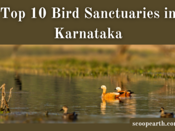 Top 10 Bird Sanctuaries in Karnataka