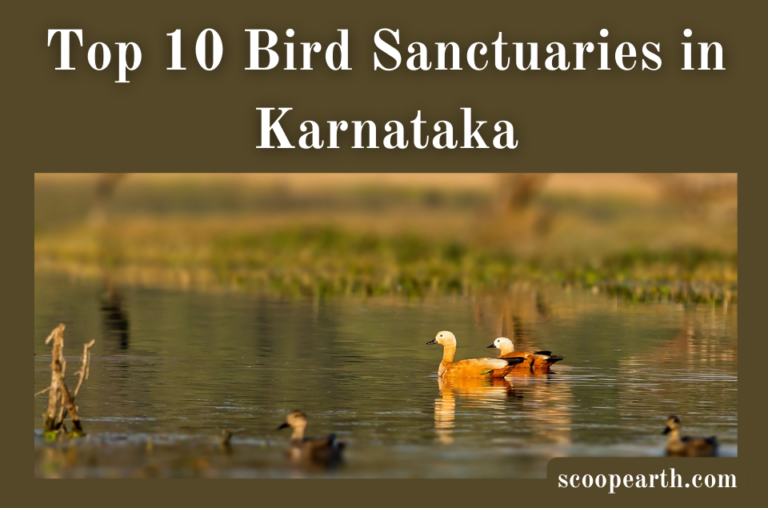 Top 10 Bird Sanctuaries in Karnataka