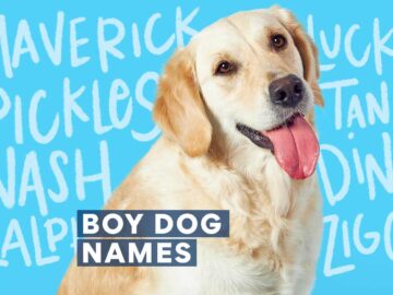 "Finding Meaningful Names for Your Canine Companion: Exploring Biblical Dog Names"