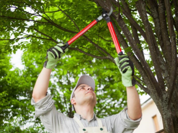 Tree Thinning: Unlocking the Natural Beauty of Your Landscape