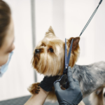 How to Increase the Efficiency of the Pet Grooming Business with Technology