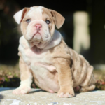 What Is A Tri-Color American Bully?