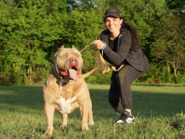 How Much Exercise Does an American Bully Need?