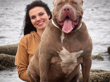 Is A Pitbull A Good Family Dog?