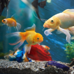 Create a Beautiful and Healthy Home for Your Fish: Setting up a Freshwater Aquarium