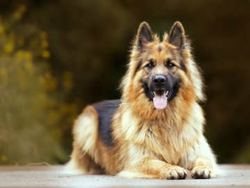 5 things to consider when choosing a dog breed