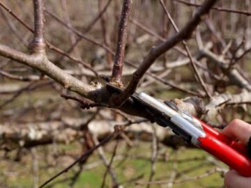 How to Plant and Prune Your Fruit Trees: Expert Advice for a Successful Harvest