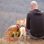 Traveling with Pets: Essential Accessories for On-the-Go