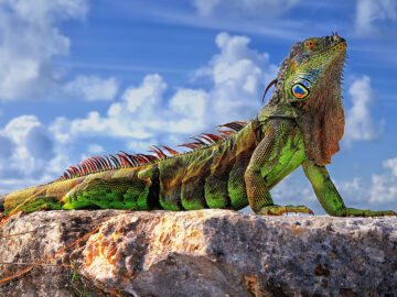 10 Surprising Facts You Didn't Know About Iguanas
