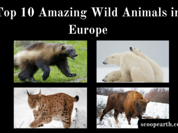 Amazing Wild Animals in Europe