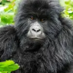 Preparing for the Wild: Must-Know Tips for Gorilla Trekking in Uganda