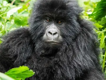 Preparing for the Wild: Must-Know Tips for Gorilla Trekking in Uganda