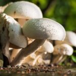 Discovering The Energizing Effects of Mushrooms