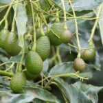 Nutritional Perks of Avocado Trees: Cultivating Sustainably for a Healthier Tomorrow