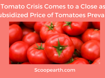 The Tomato Crisis Comes to a Close as the Subsidized Price of Tomatoes Prevails