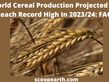 World Cereal Production Projected To Reach Record High In 2023/24: FAO